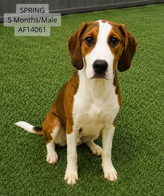 Spring, Adoptable, Young Male Foxhound & American Bulldog.