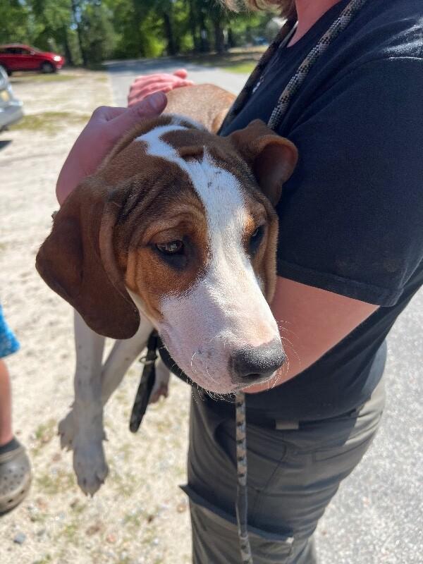 Spring, a Adoptable mixed breed in Supply, NC image 2/2