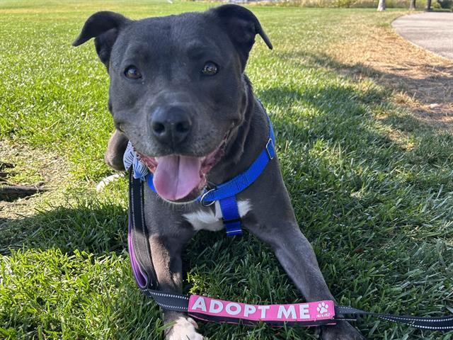 PENNY, Adoptable, Young Female Pit Bull Terrier.