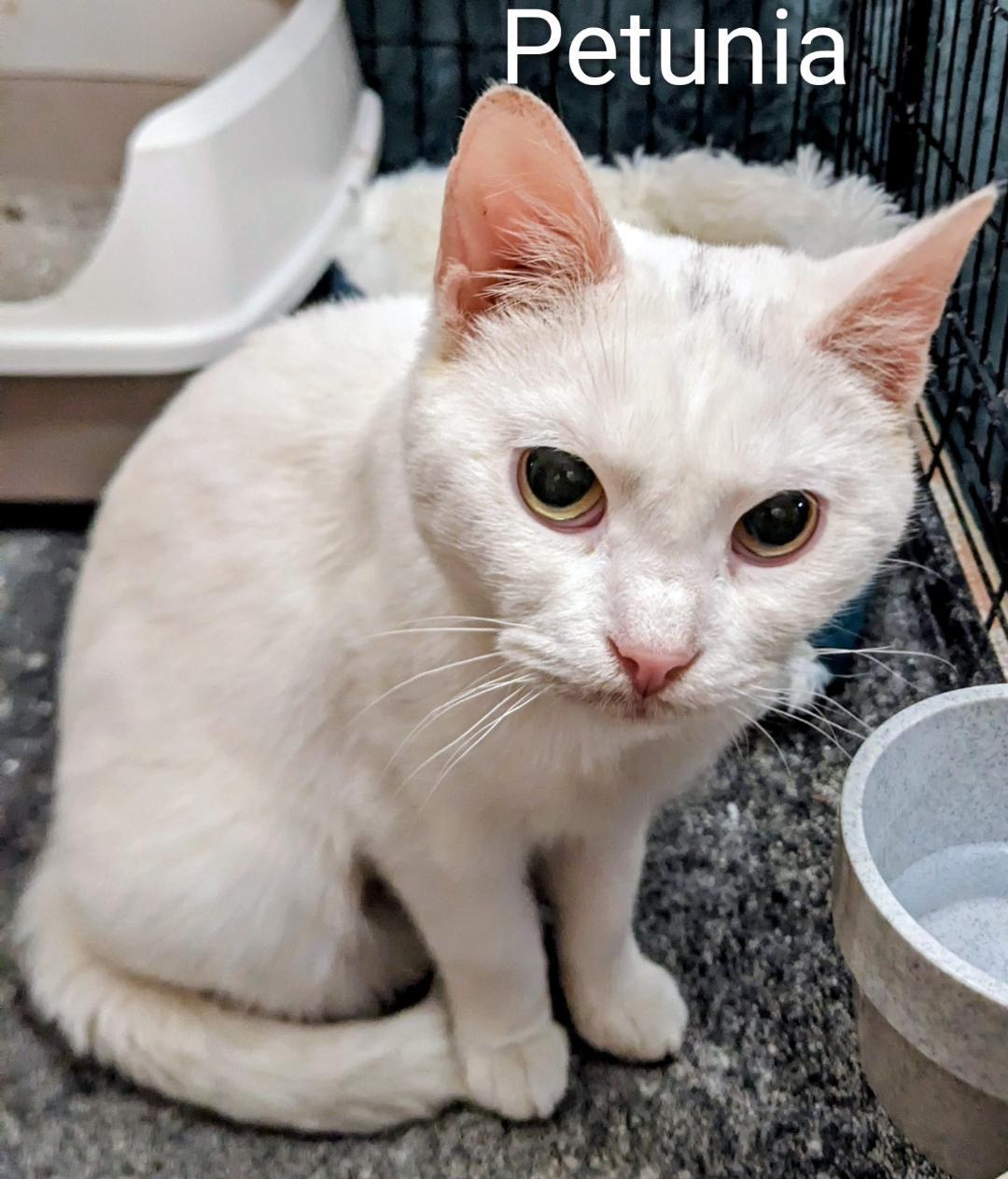 Petunia, Adoptable, Adult Female Domestic Short Hair.