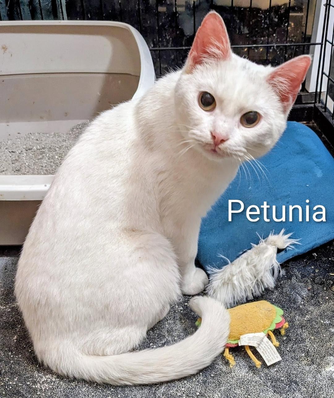 Enlarge Petunia, a Adoptable Domestic Short Hair in Binghamton, NY image 2/2