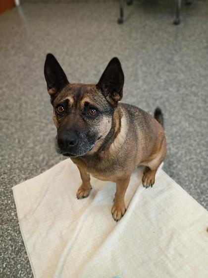 Diva, Adoptable, Adult Female Shepherd & Cattle Dog.