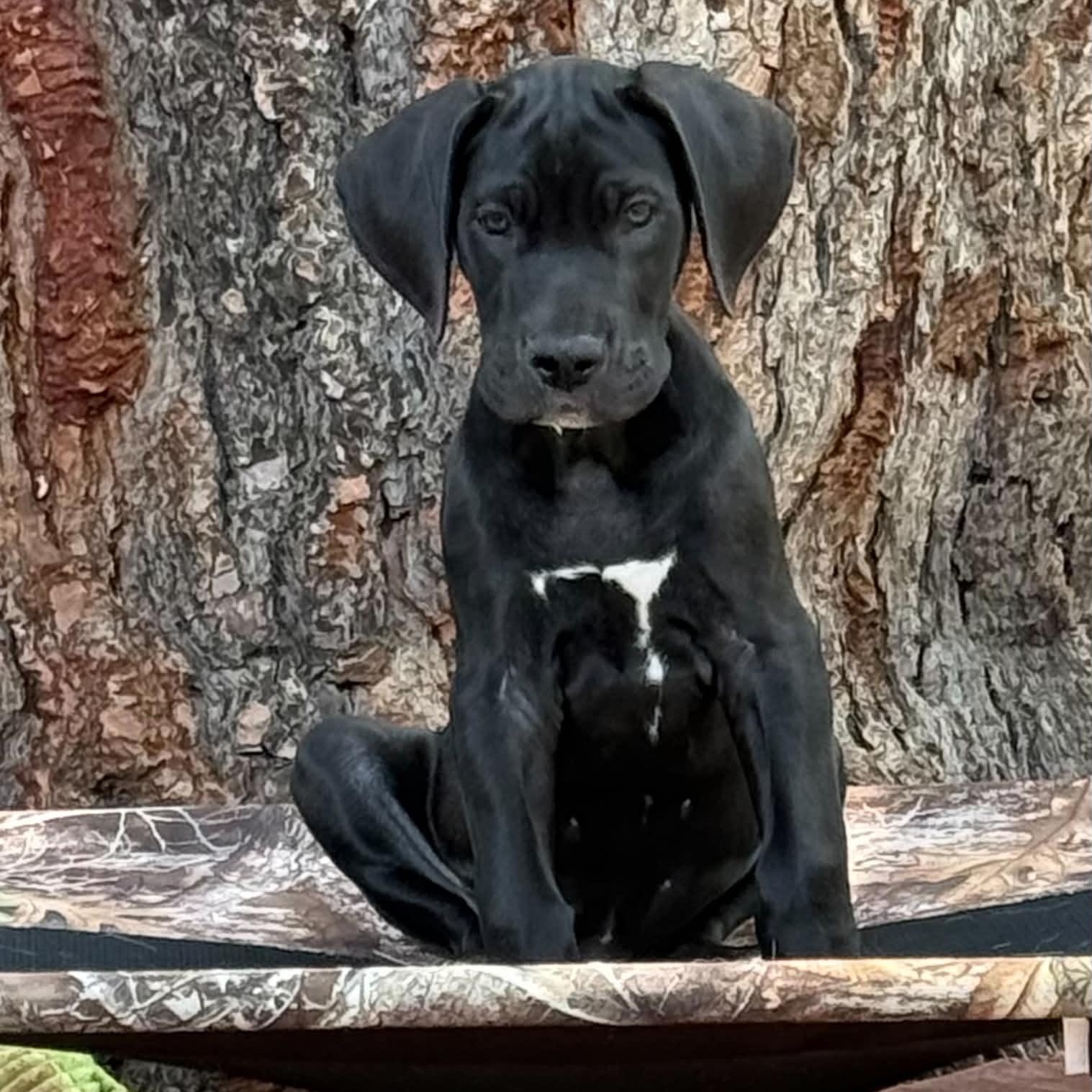 Snoop, an adopted Great Dane in Tehachapi, CA image 2/3