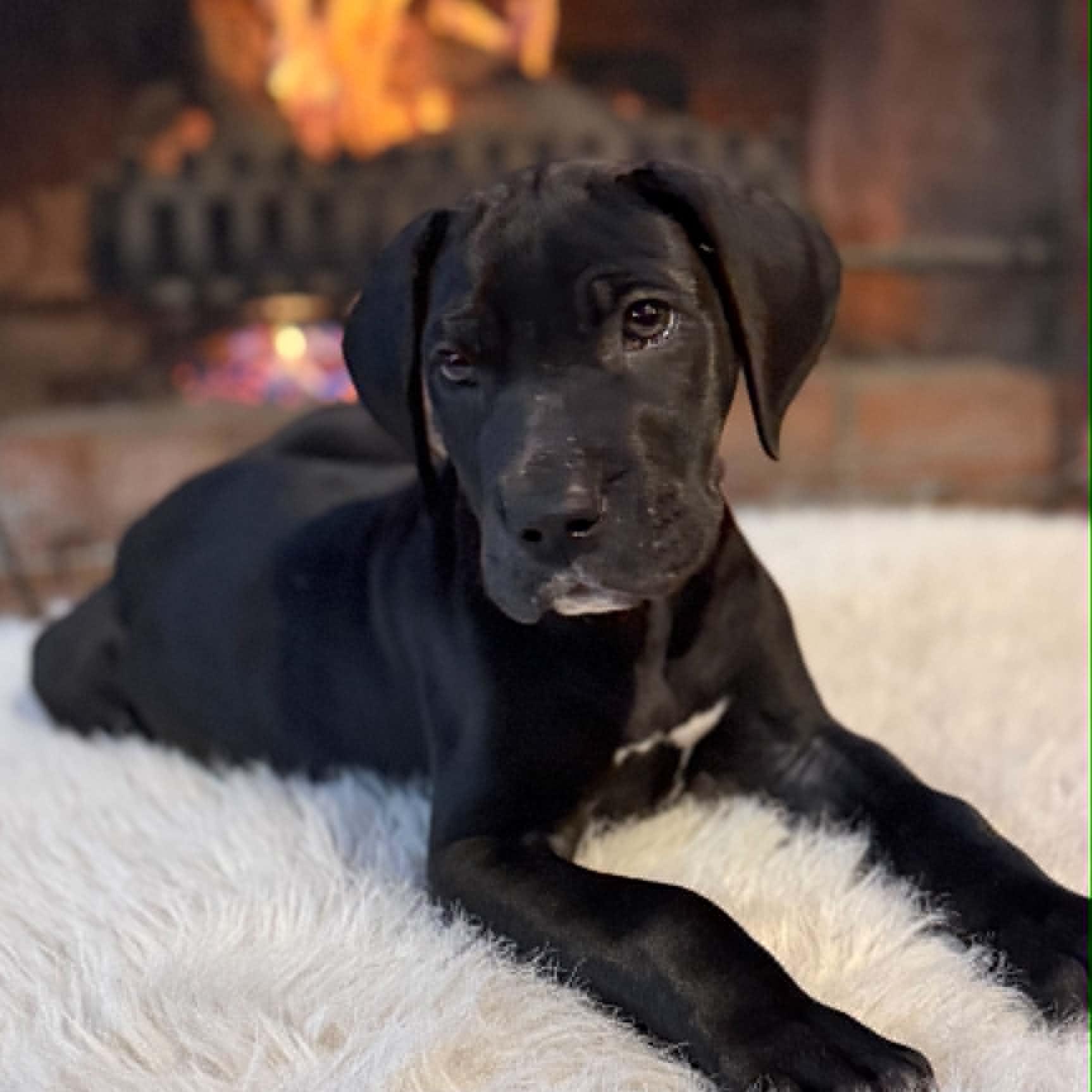 Snoop, an adopted Great Dane in Tehachapi, CA image 3/3