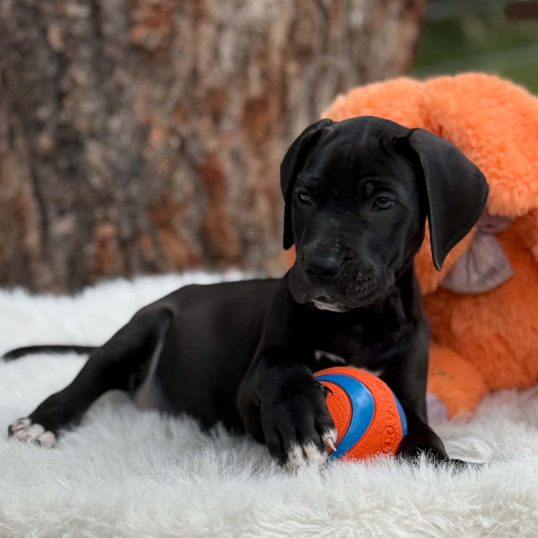 Snoop, adopted, Puppy Male Great Dane.