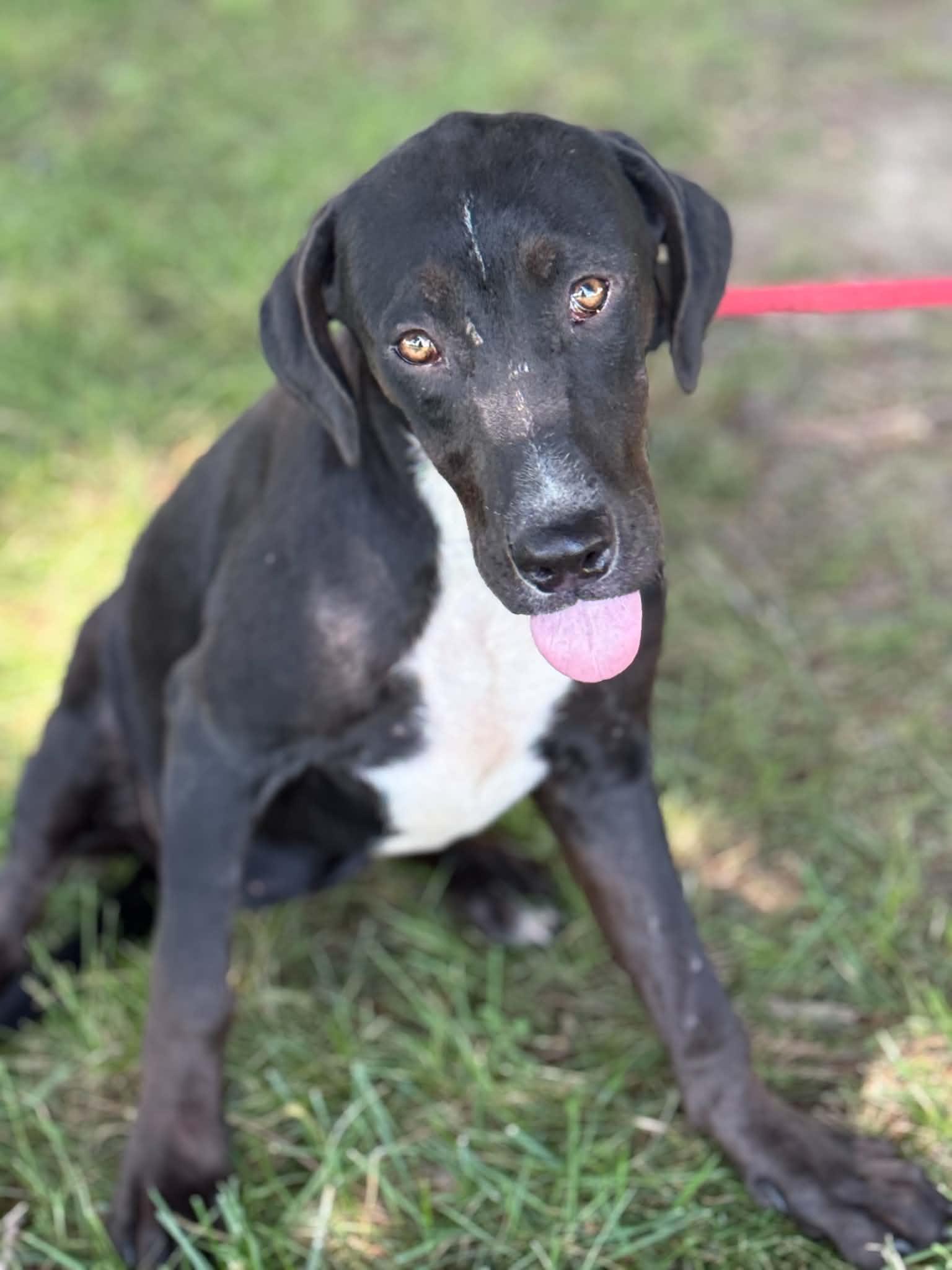 Mavis, an adopted mixed breed in Springfield, IL image 3/3