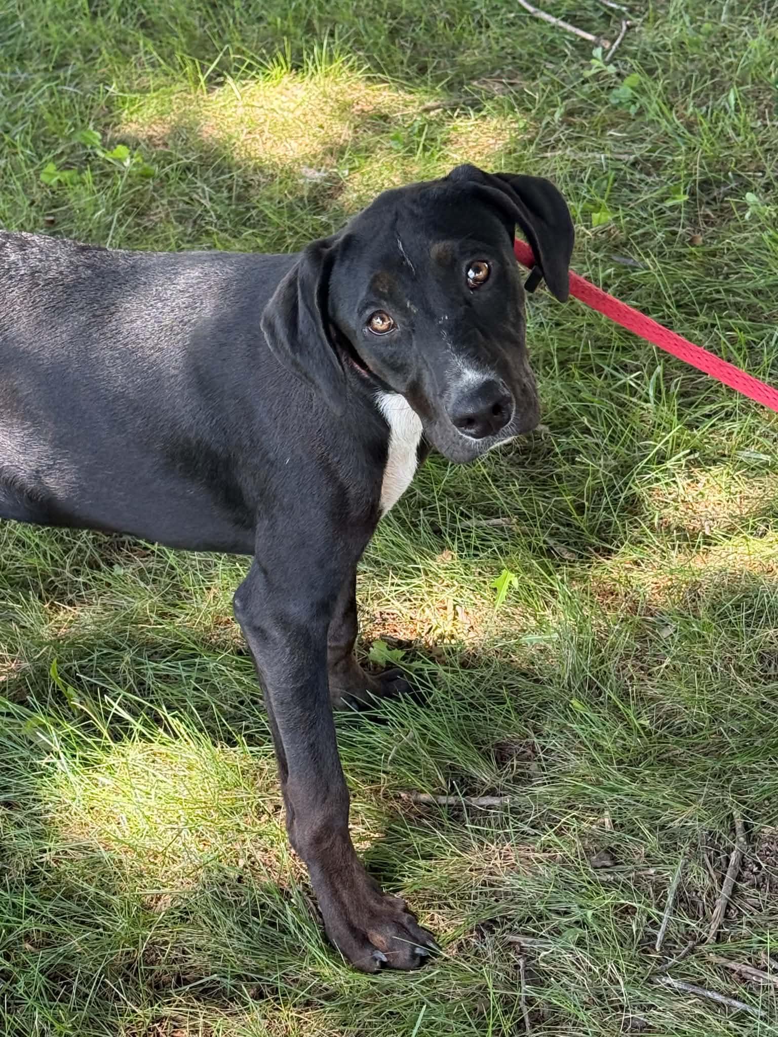 Mavis, an adopted mixed breed in Springfield, IL image 2/3
