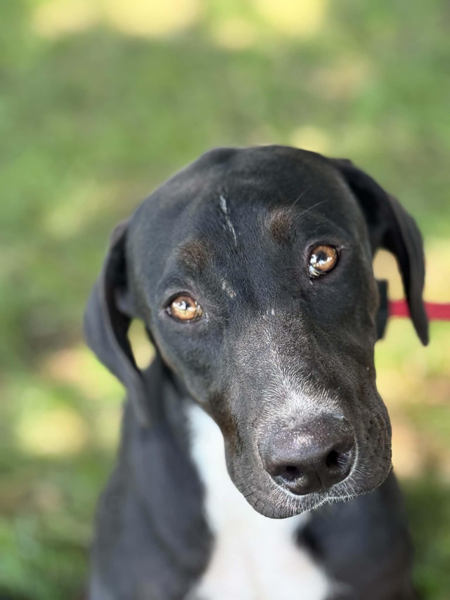 Mavis, adopted, Young Female Labrador Retriever.