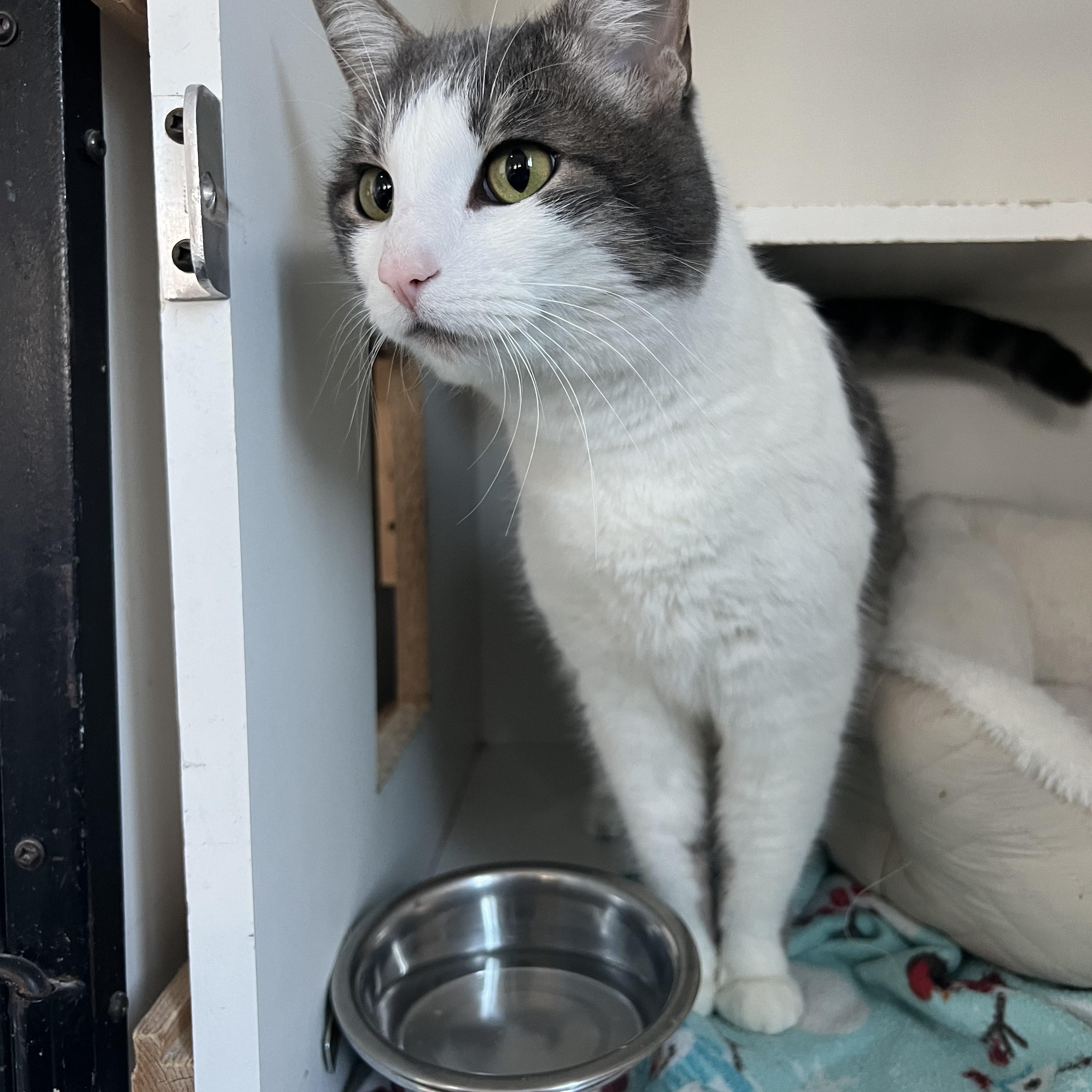 Enlarge Sparky, a ADOPTABLE Domestic Short Hair in Bonners Ferry, ID image 1/1