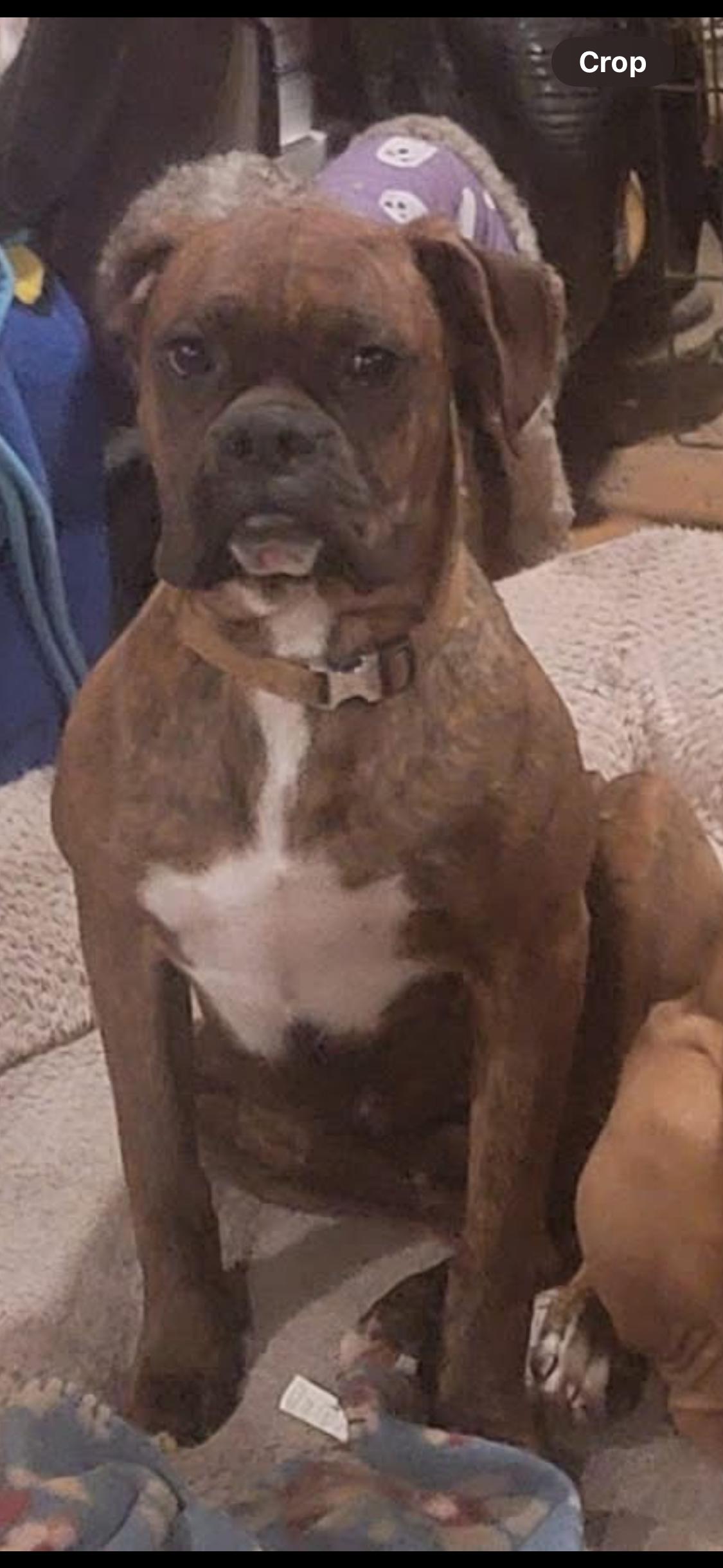 Jimmy, adopted, Young Male Boxer.