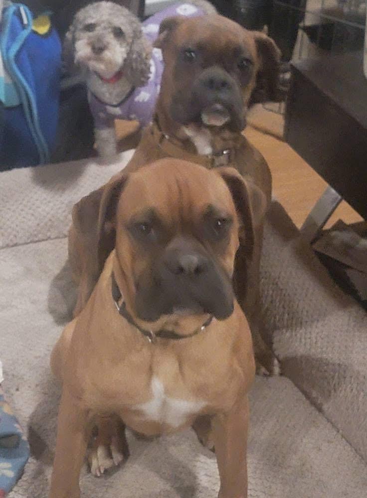 Jimmy, an adopted Boxer in Fountaintown, IN image 5/6