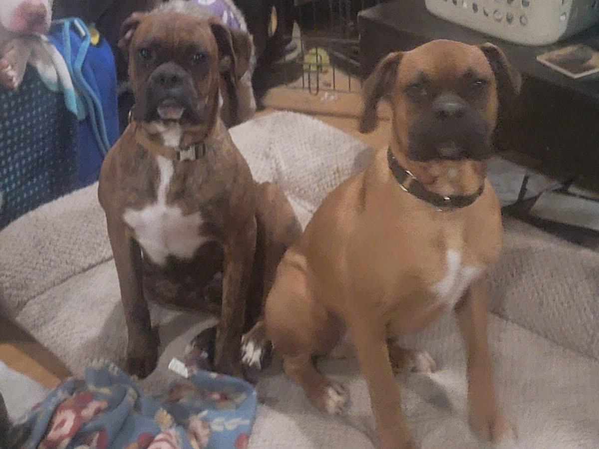 Jimmy, an adopted Boxer in Fountaintown, IN image 2/6