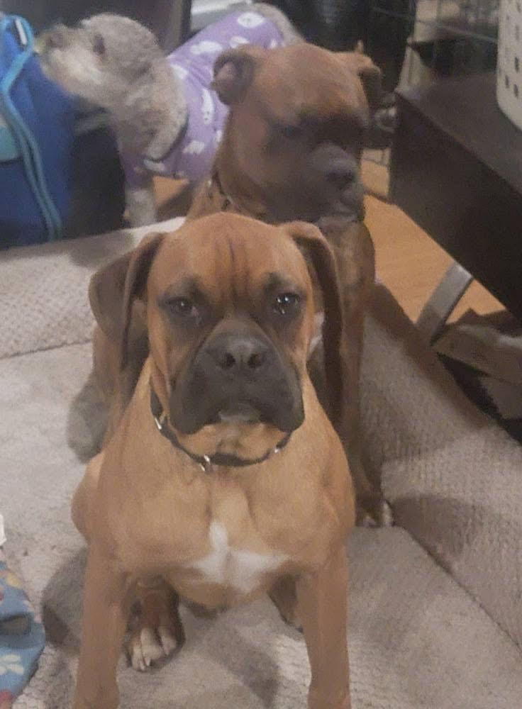 Jimmy, an adopted Boxer in Fountaintown, IN image 3/6