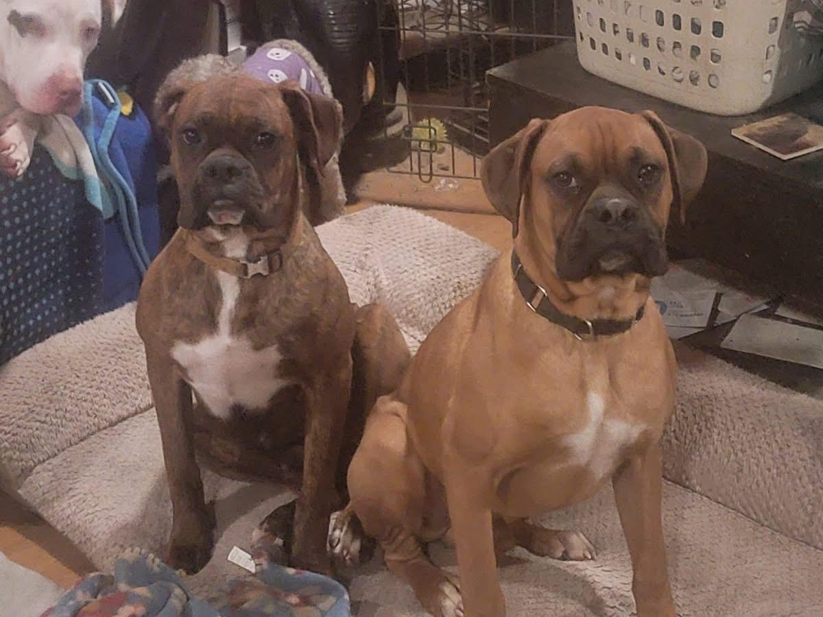 Jimmy, an adopted Boxer in Fountaintown, IN image 4/6