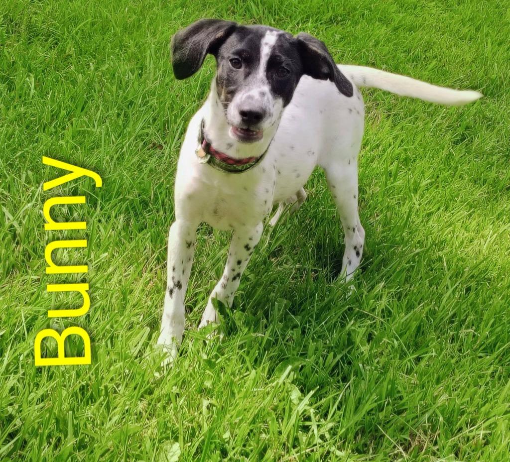 Enlarge Bunny, a Adoptable mixed breed in Kendallville, IN image 1/2