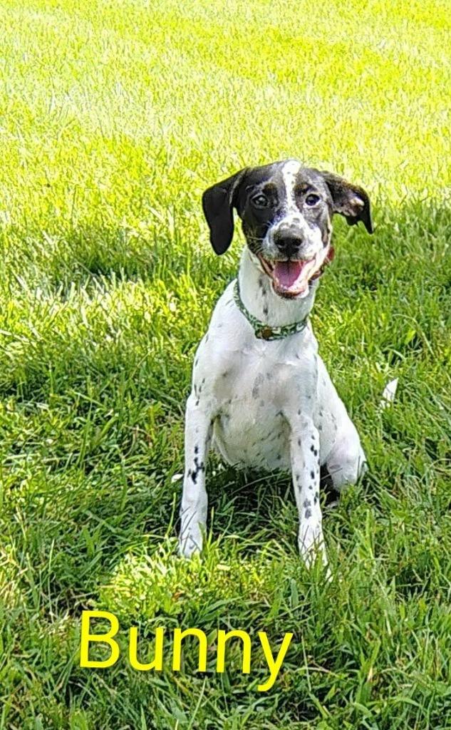 Enlarge Bunny, a Adoptable mixed breed in Kendallville, IN image 2/2