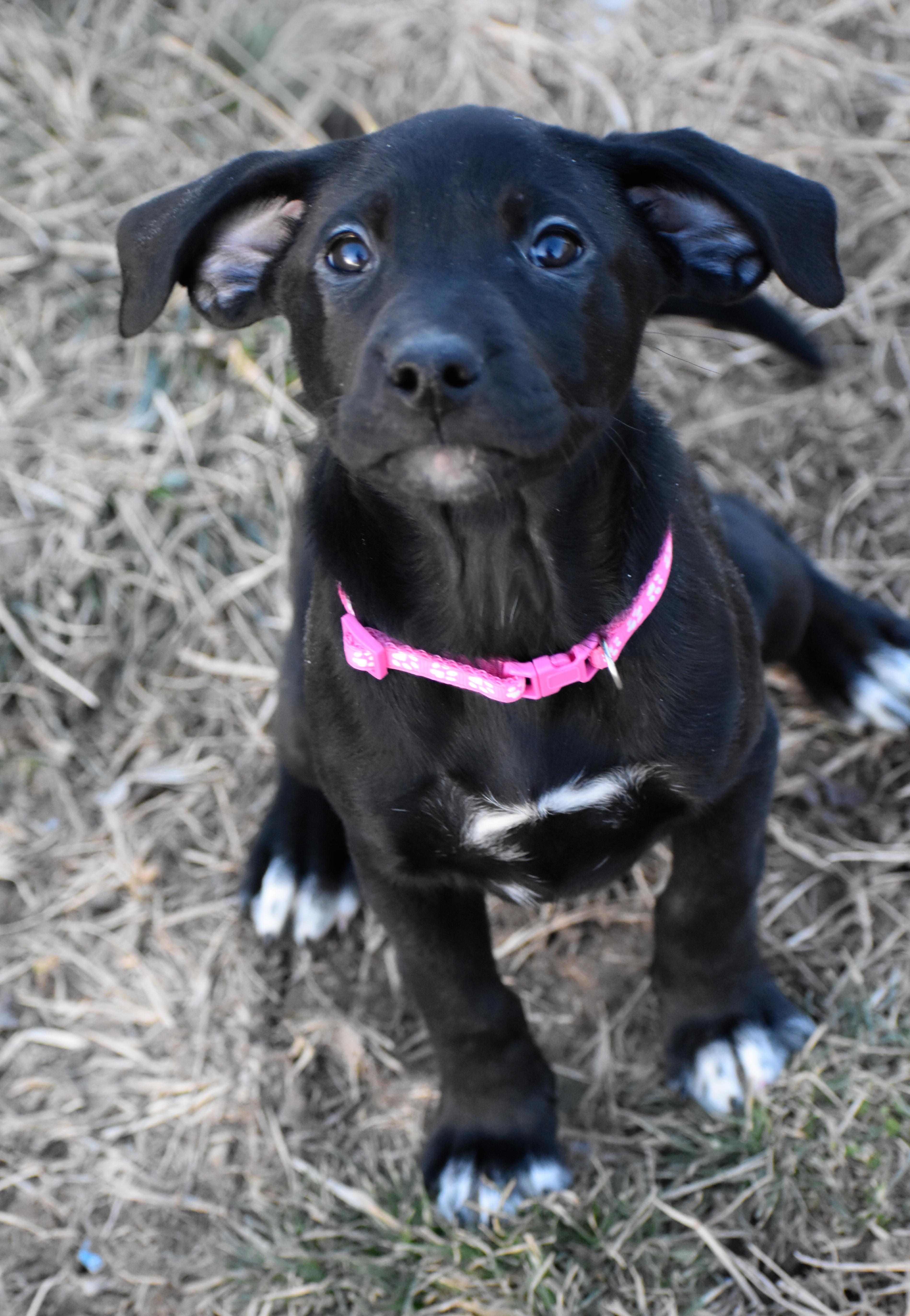 Enlarge Ophelia, a ADOPTABLE Mixed Breed in Indianapolis, IN image 2/3