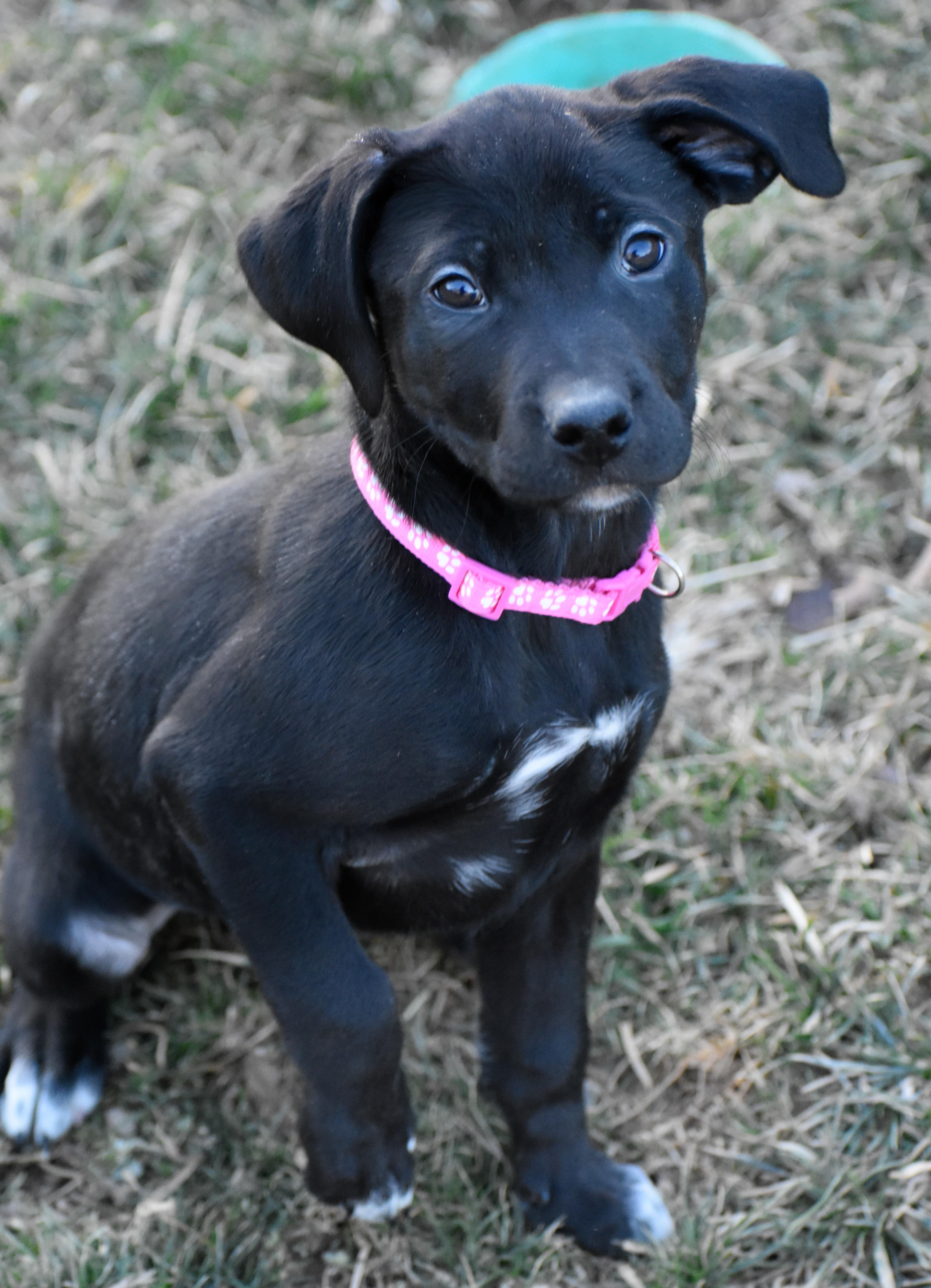Enlarge Ophelia, a ADOPTABLE Mixed Breed in Indianapolis, IN image 1/3