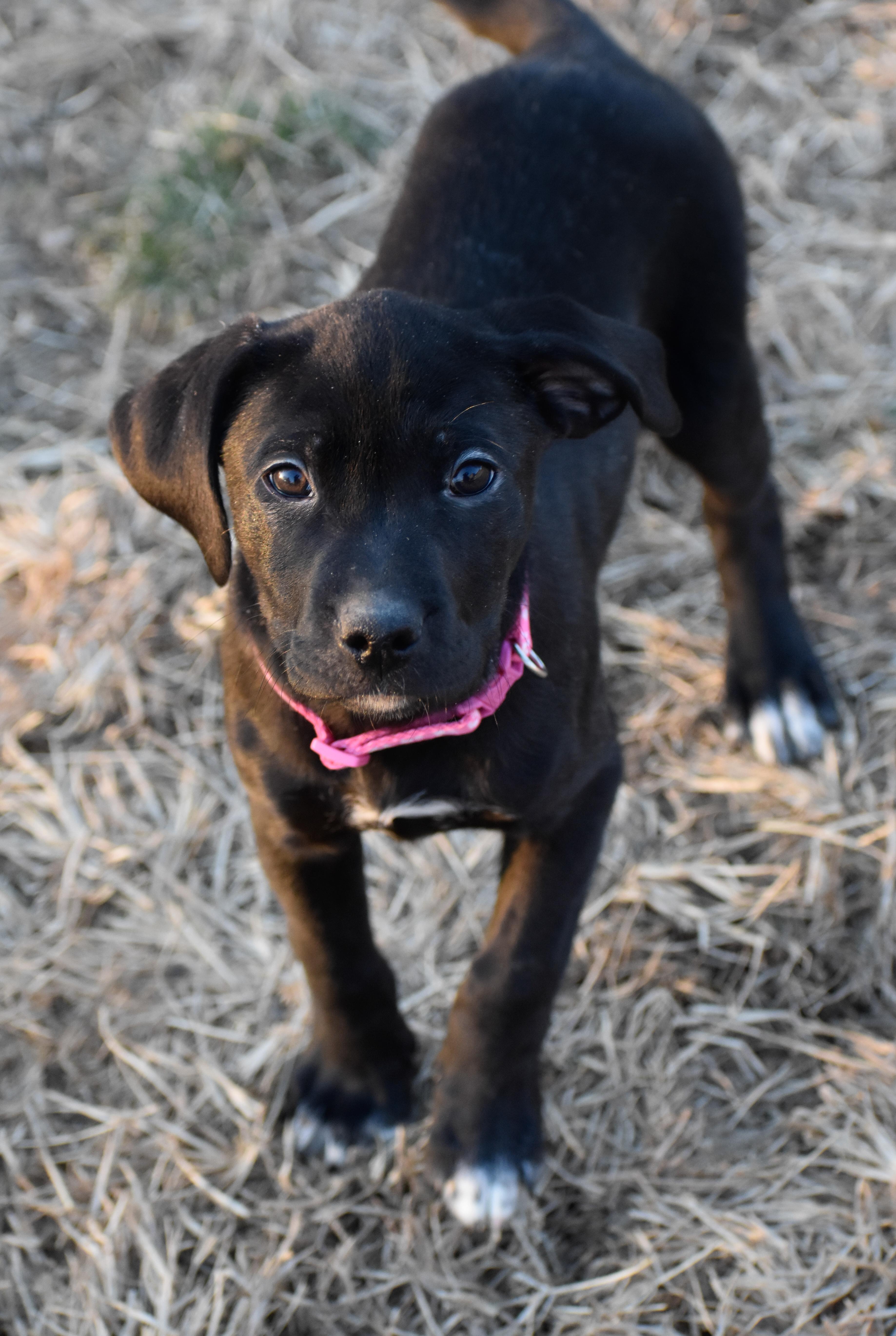 Enlarge Ophelia, a ADOPTABLE Mixed Breed in Indianapolis, IN image 3/3