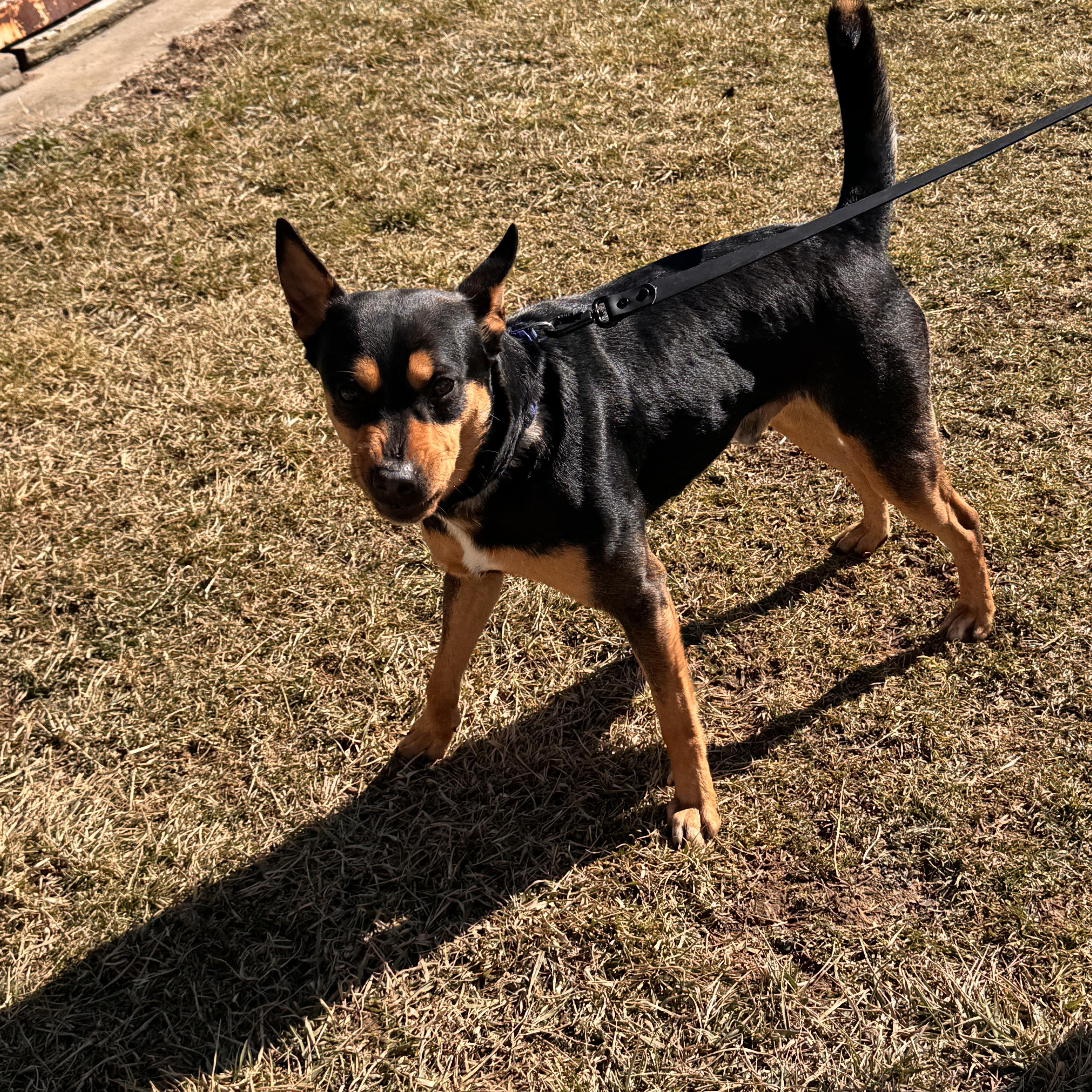 Enlarge Geiger, a ADOPTABLE mixed breed in Logan, OH image 3/3