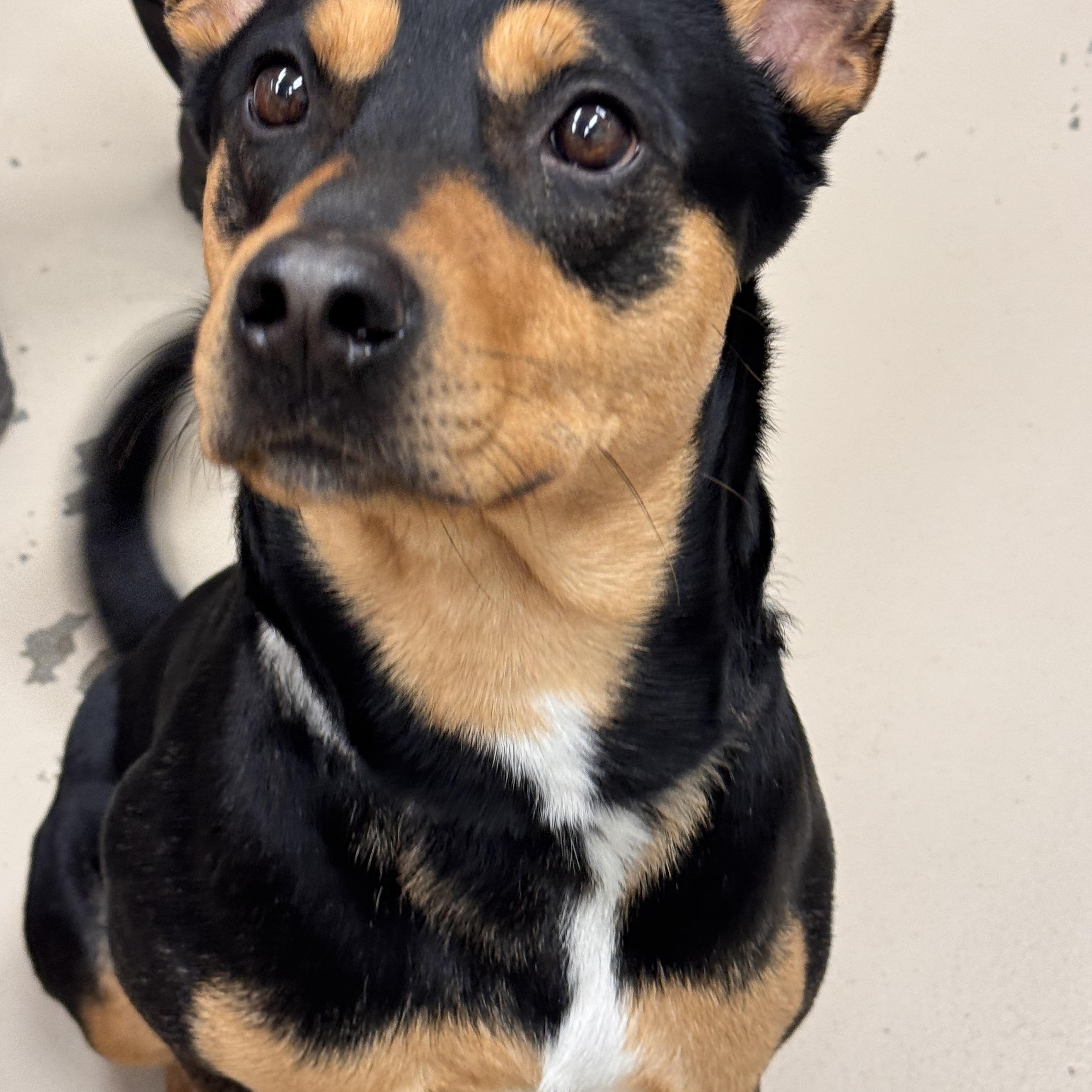 Enlarge Geiger, a ADOPTABLE mixed breed in Logan, OH image 2/3