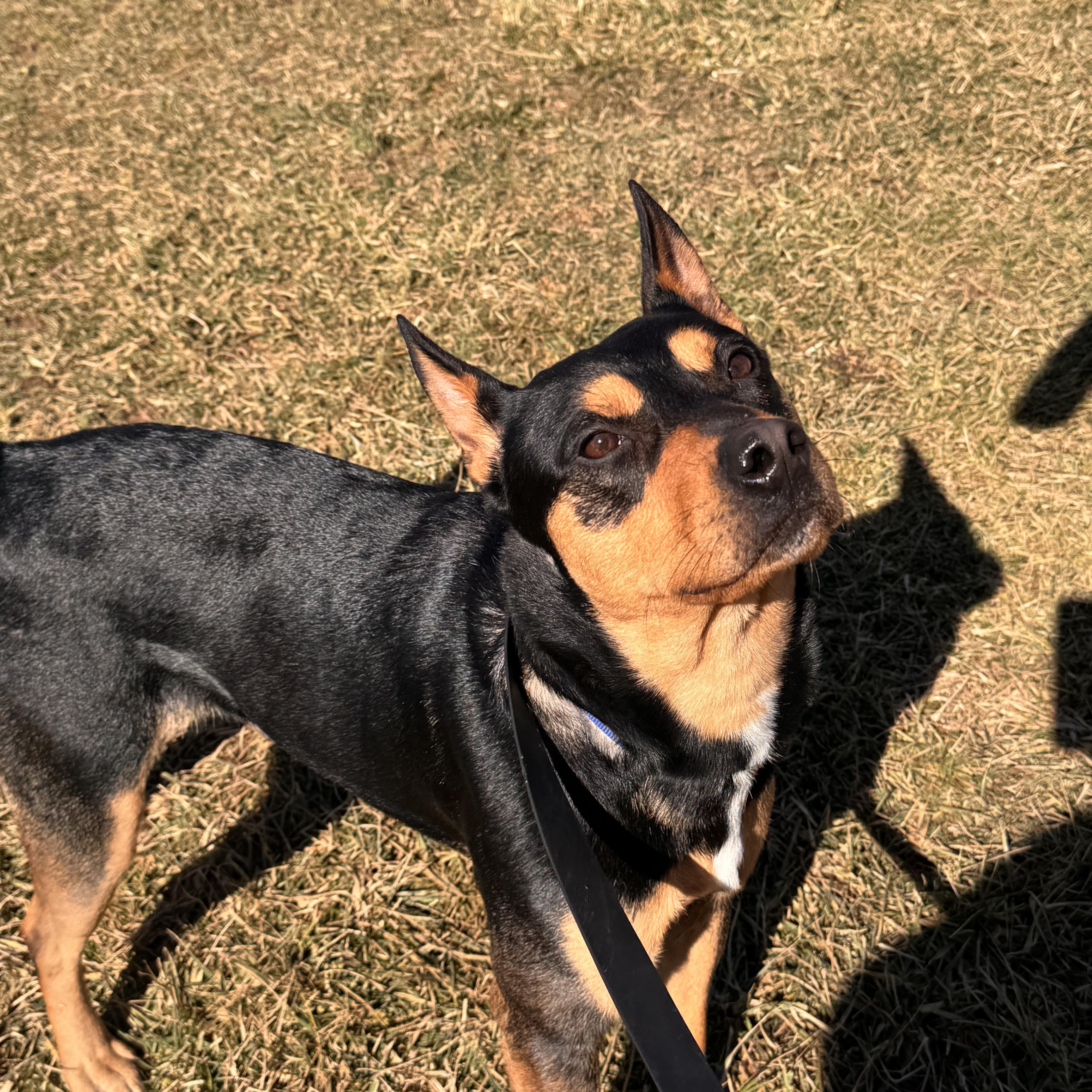 Enlarge Geiger, a ADOPTABLE mixed breed in Logan, OH image 1/3