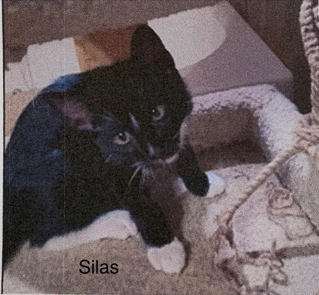 Enlarge Silas, a Adoptable mixed breed in Heber City, UT image 1/1