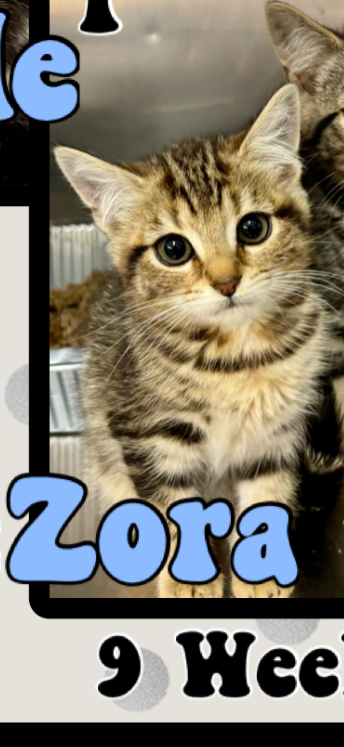 Enlarge Zora, a ADOPTABLE American Shorthair in Marvin, NC image 1/1