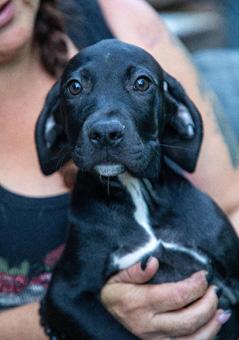 Enlarge Alexis, a ADOPTABLE mixed breed in Canterbury, CT image 3/4