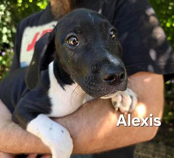 Enlarge Alexis, a ADOPTABLE mixed breed in Canterbury, CT image 1/4