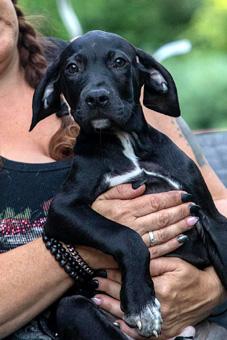 Enlarge Alexis, a ADOPTABLE mixed breed in Canterbury, CT image 4/4