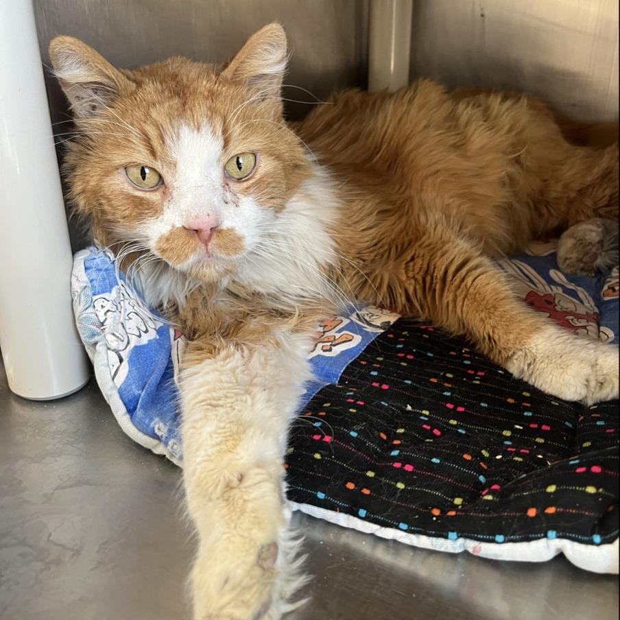 Sonic — thumbnail 2