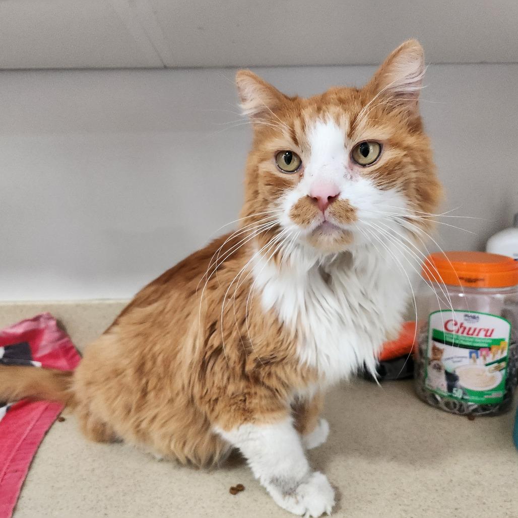 Sonic — thumbnail 3