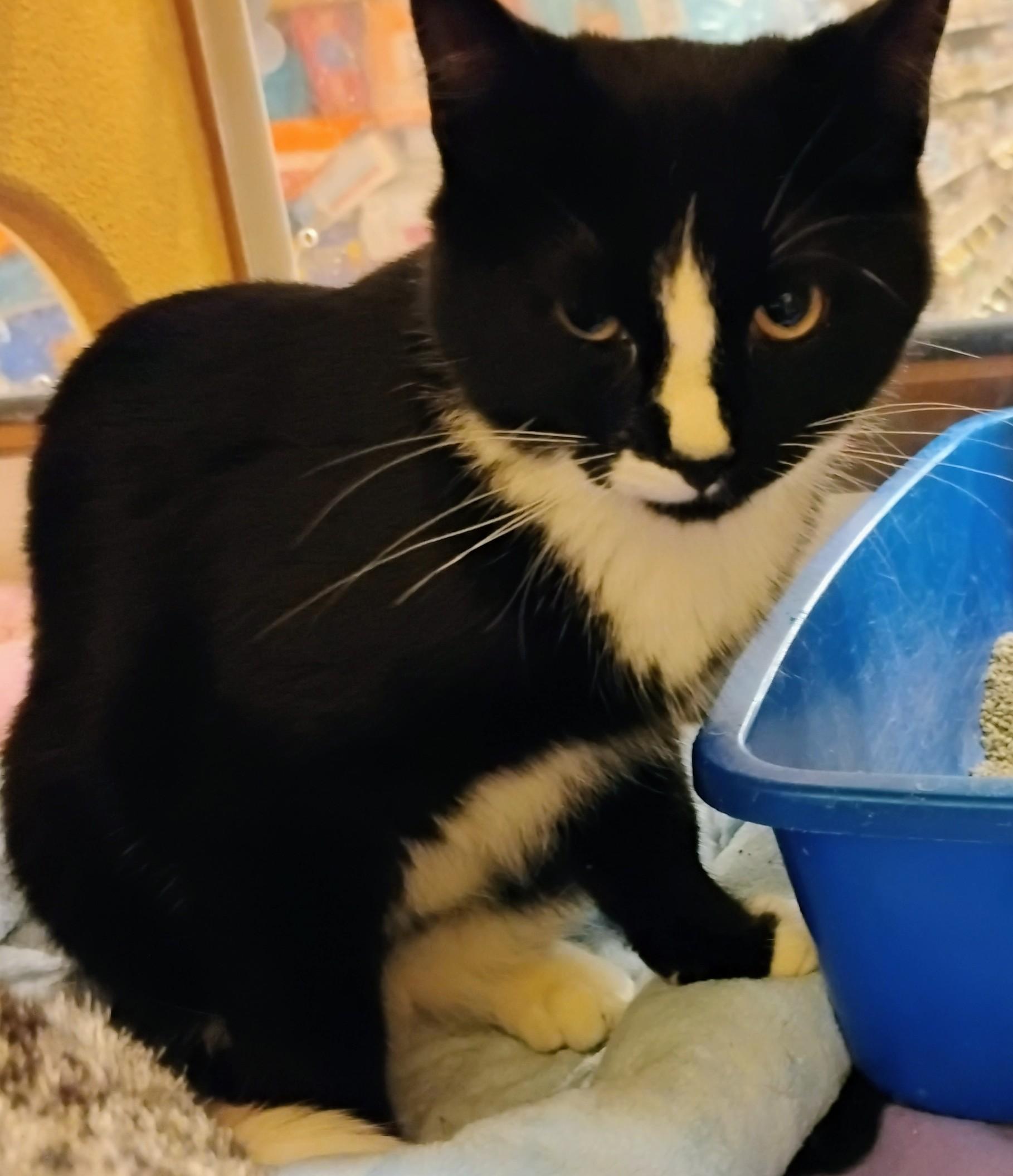 Bentley, ADOPTABLE, Young Male Domestic Short Hair.
