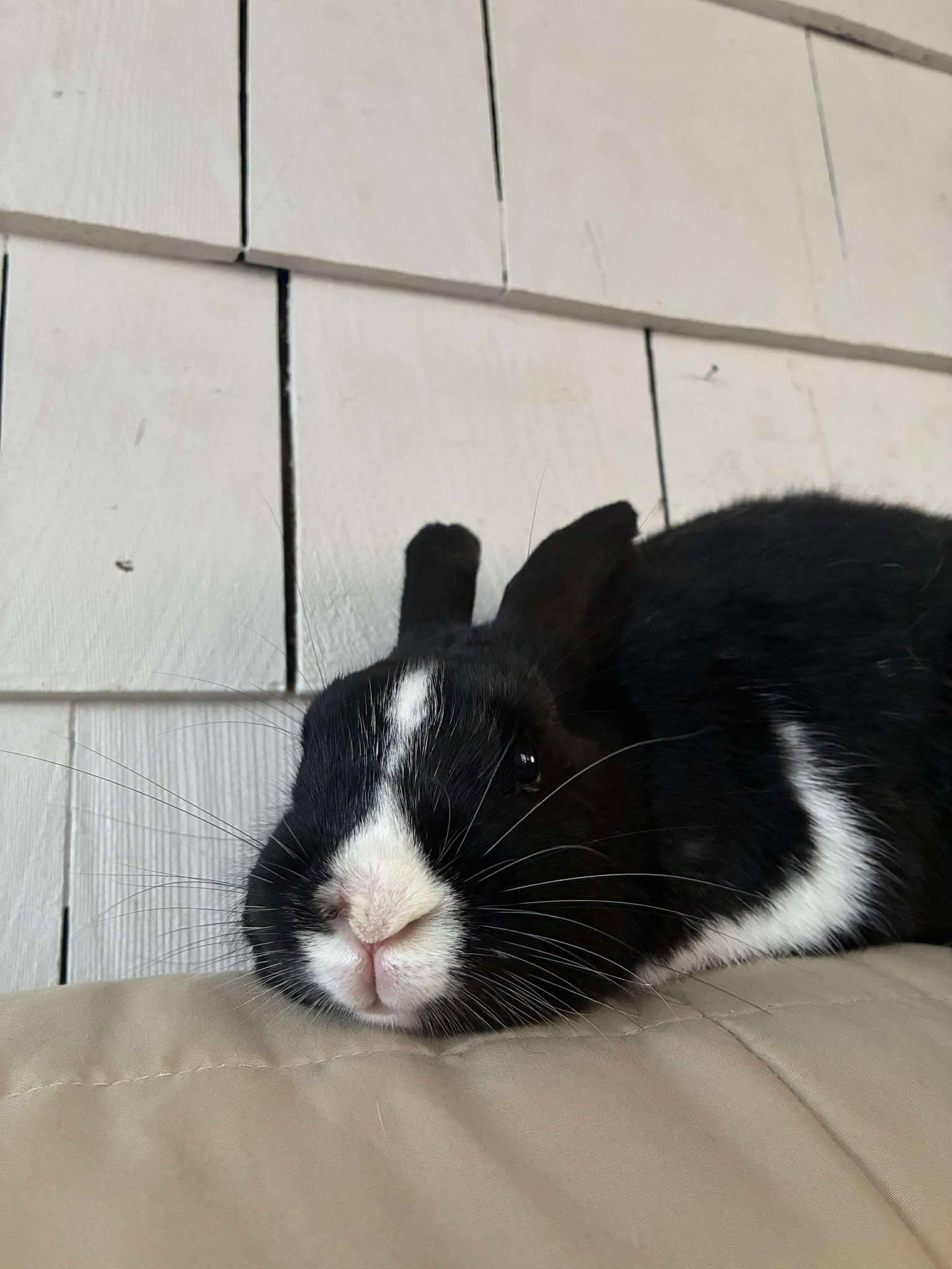 Rocky, Adoptable, Adult Male Bunny Rabbit.