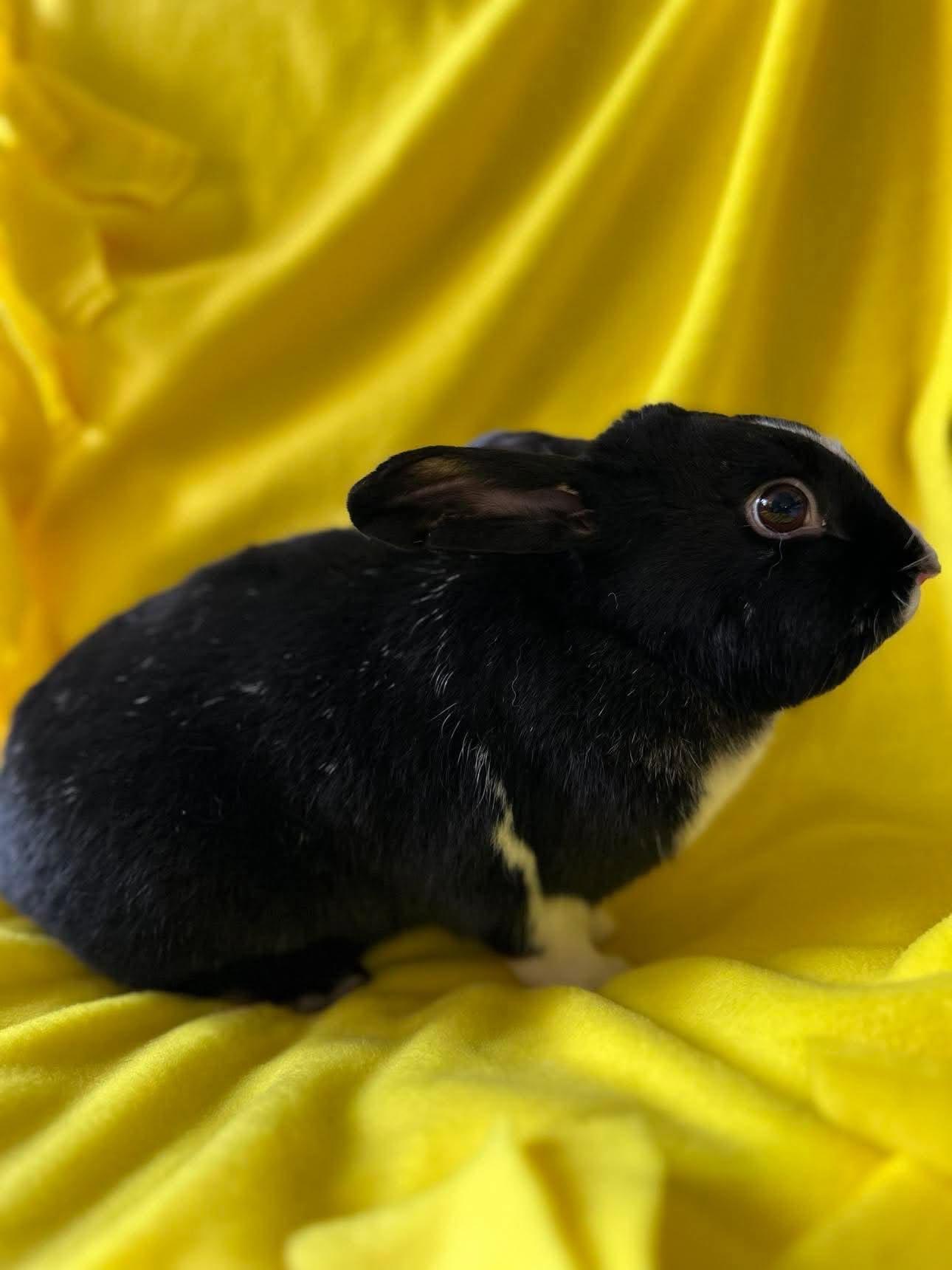 Enlarge Rocky, a Adoptable mixed breed in Portland, ME image 3/6
