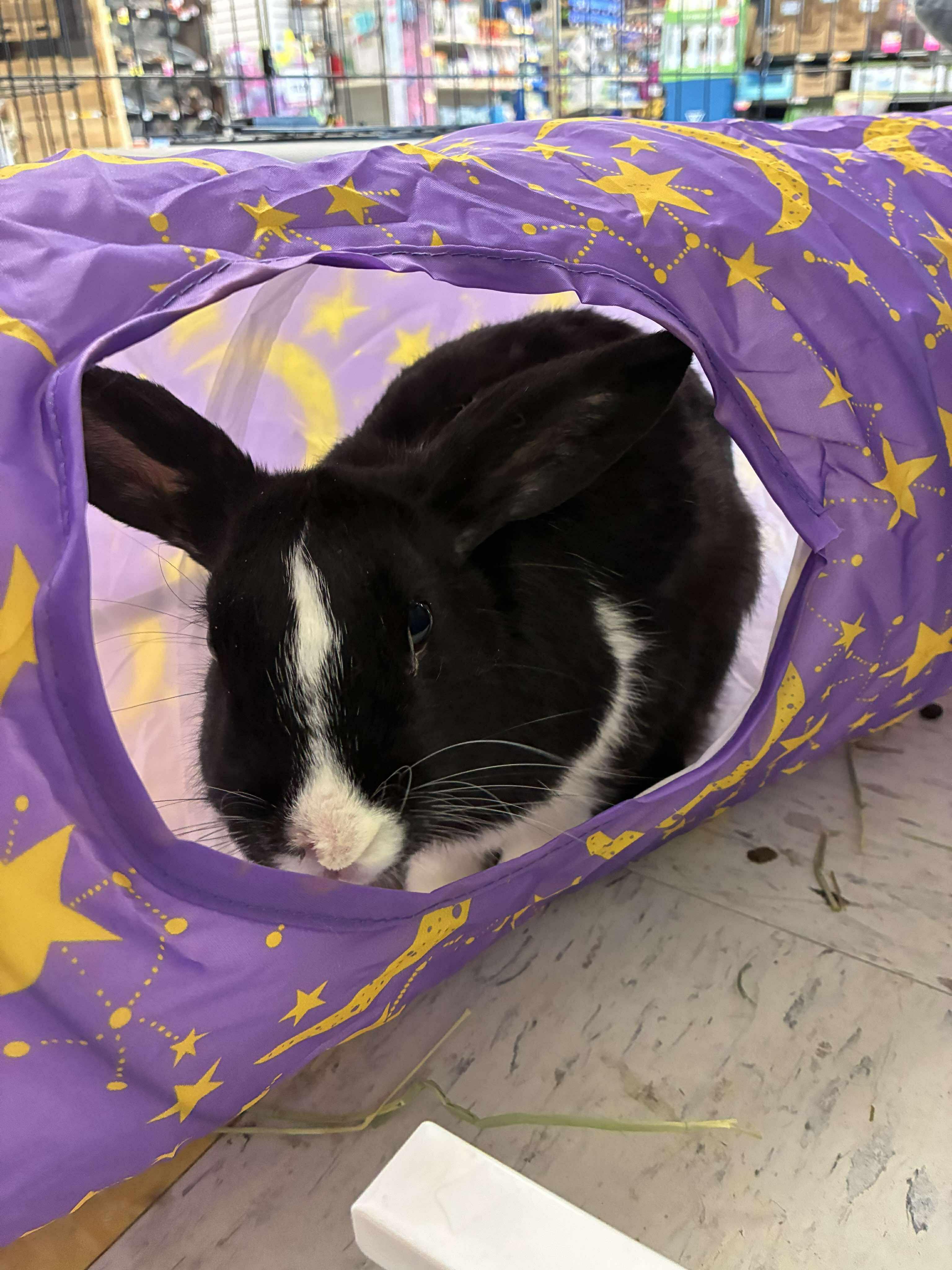 Enlarge Rocky, a Adoptable mixed breed in Portland, ME image 2/6