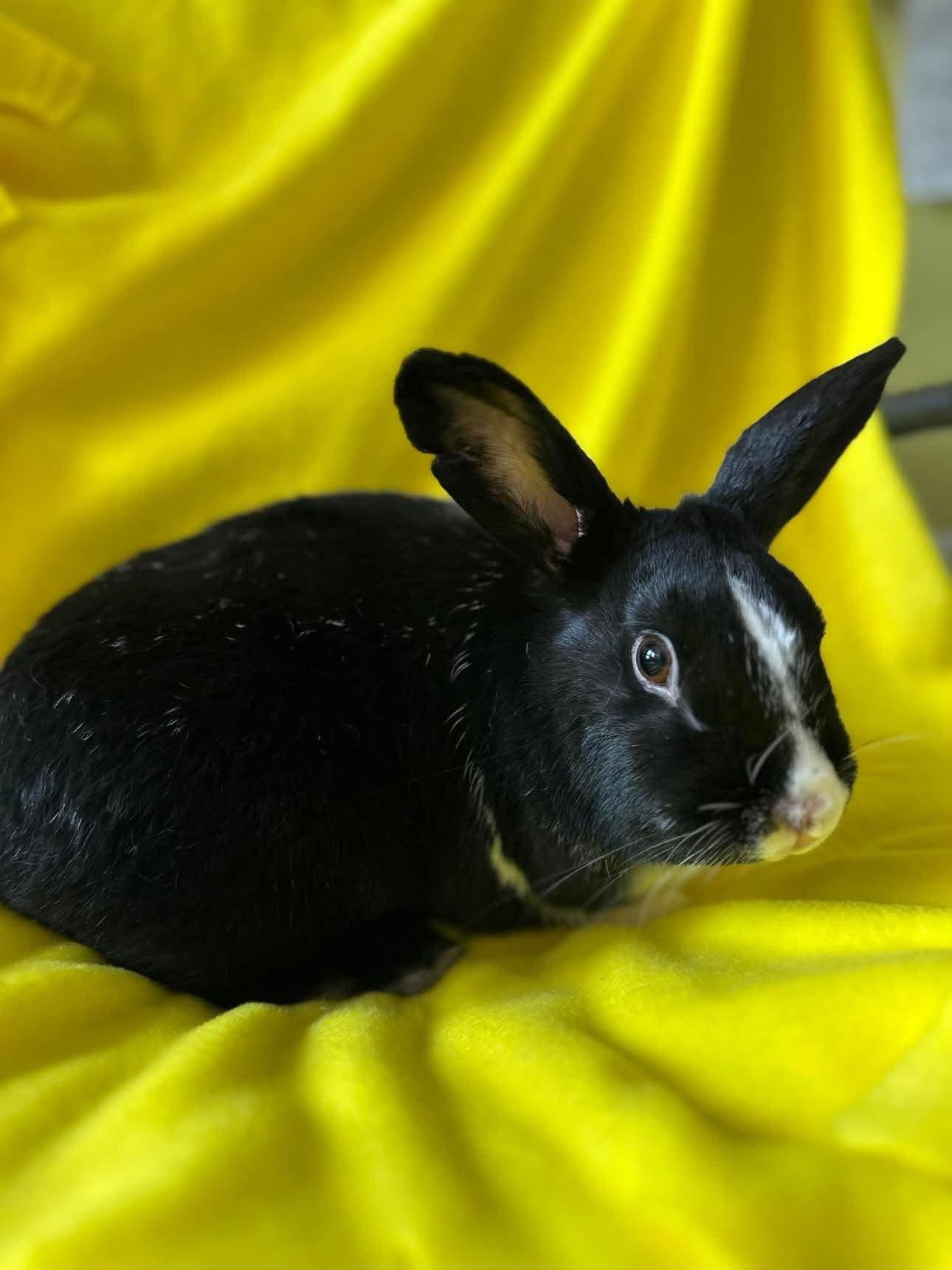 Rocky, Adoptable, Adult Male Bunny Rabbit.
