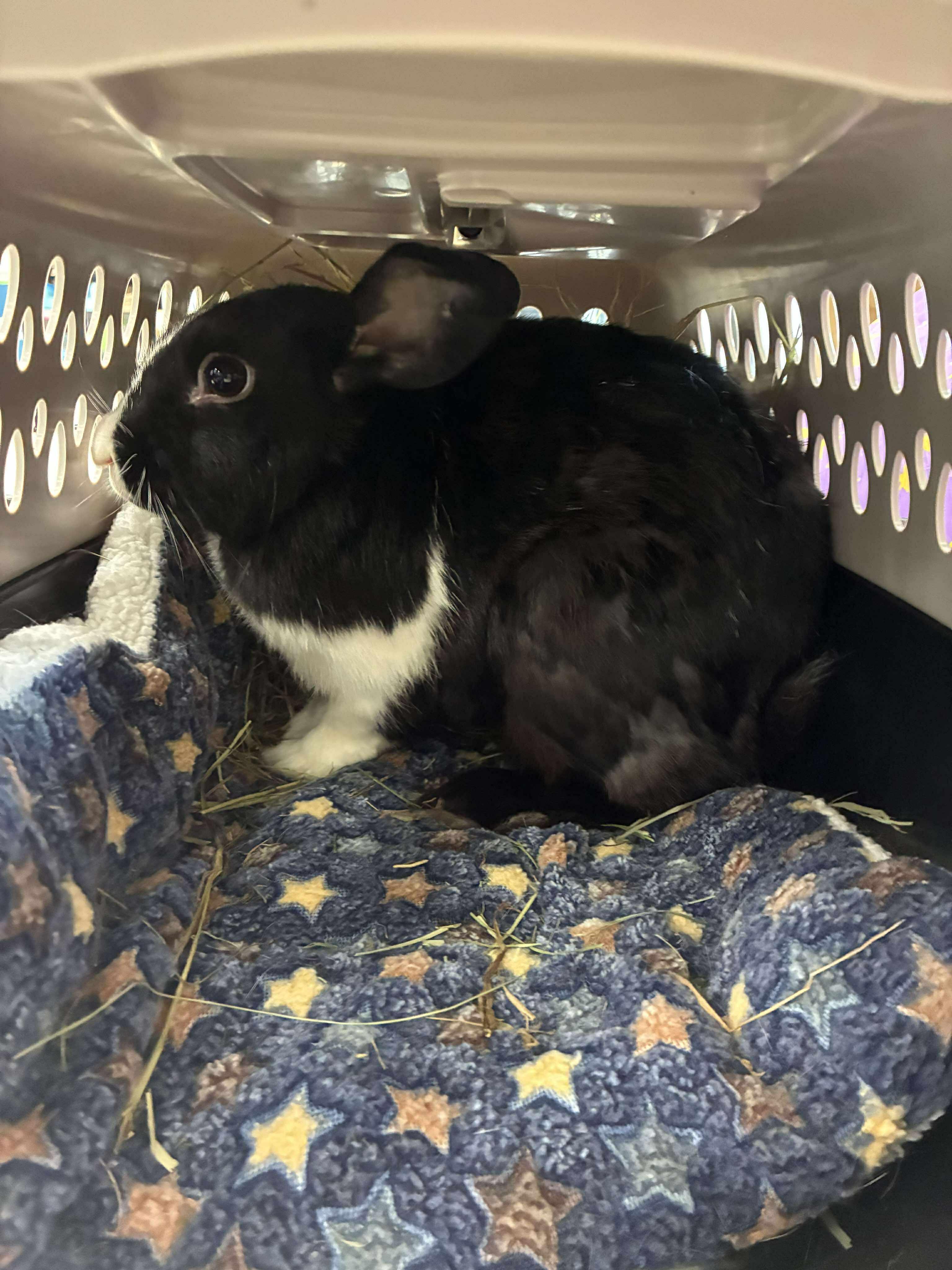 Enlarge Rocky, a Adoptable mixed breed in Portland, ME image 6/6