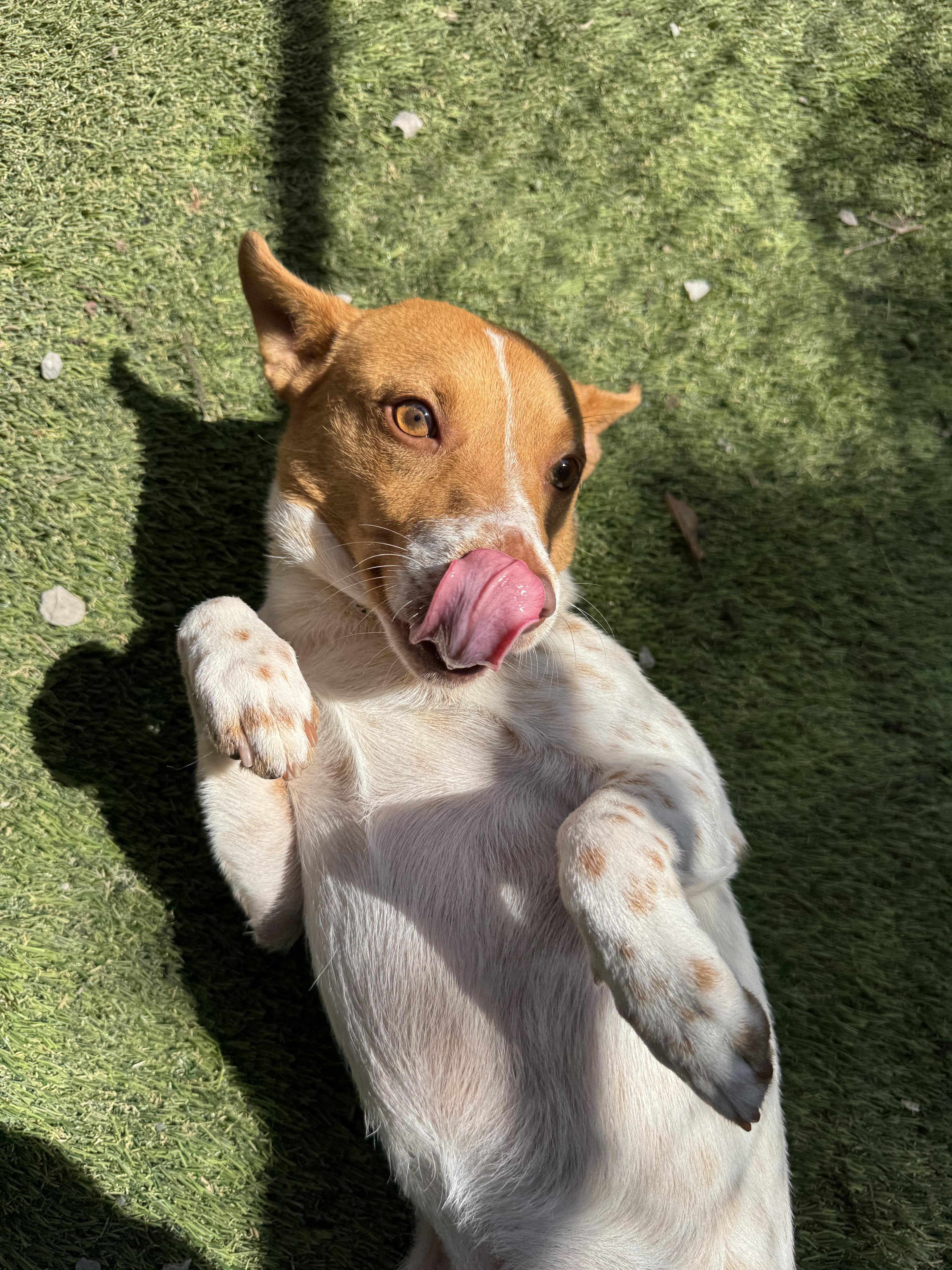 Gordo, a ADOPTABLE mixed breed in Mobile, AL image 3/4