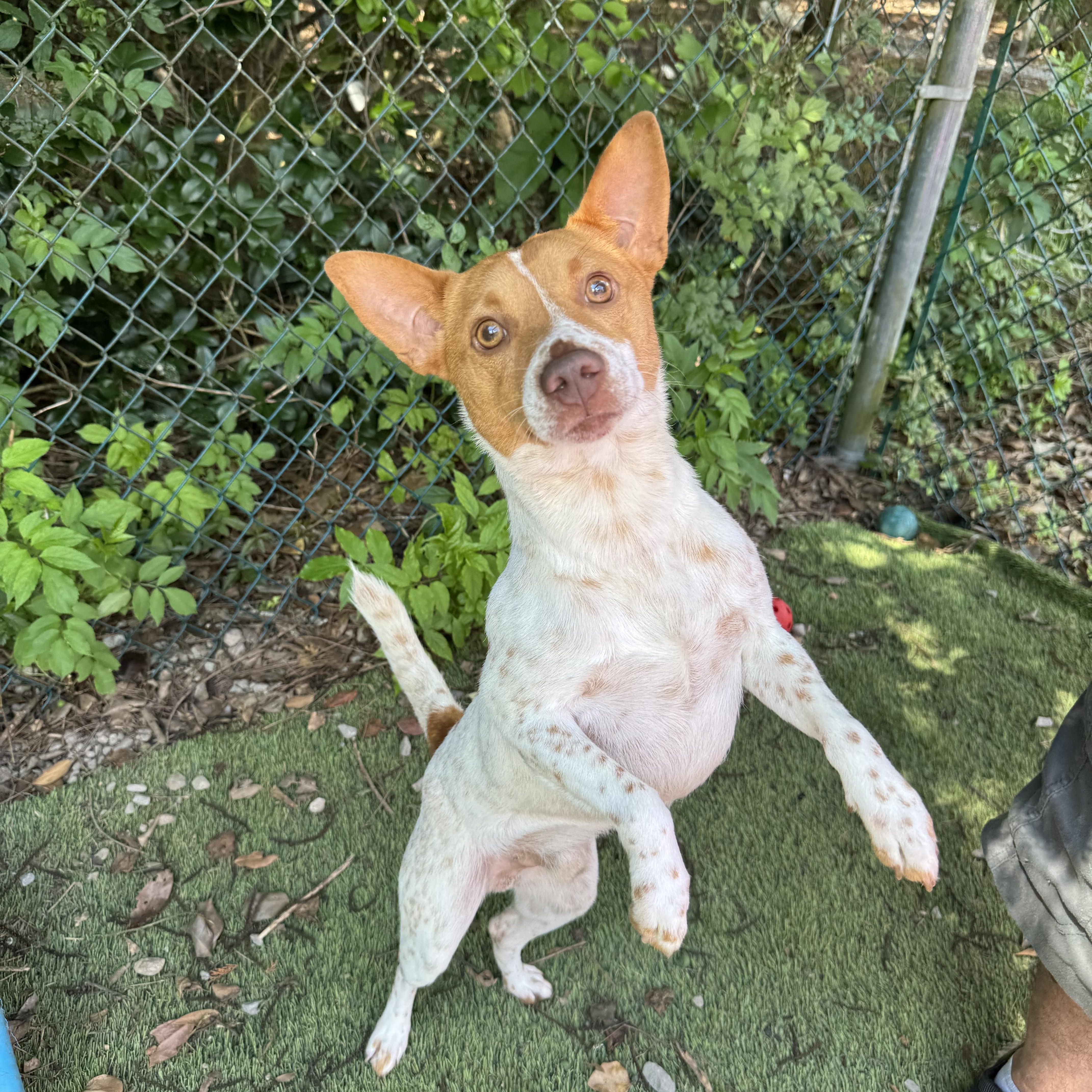 Gordo, a ADOPTABLE mixed breed in Mobile, AL image 1/4