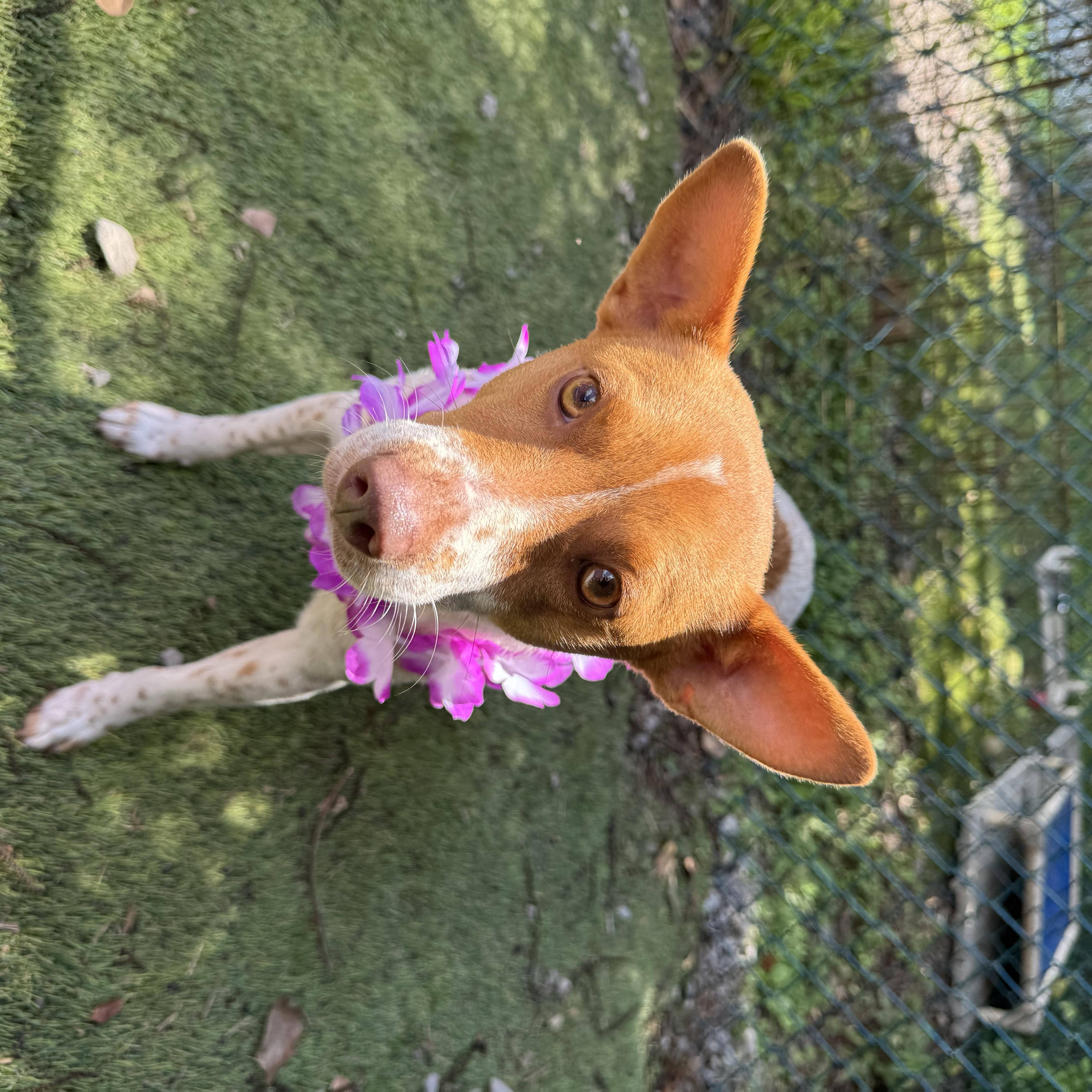 Gordo, a ADOPTABLE mixed breed in Mobile, AL image 2/4