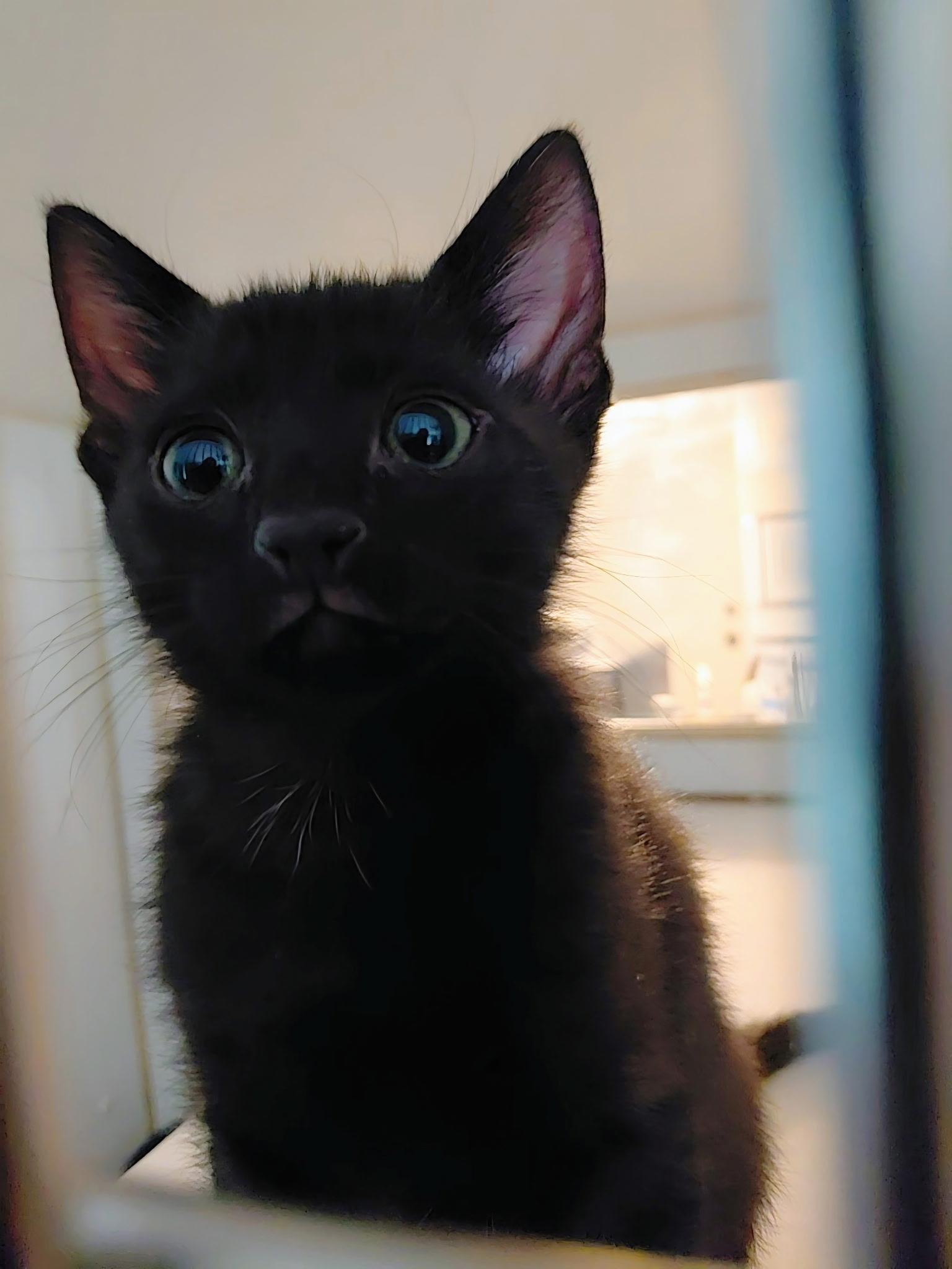 Enlarge SAM, a Adoptable Domestic Medium Hair in Largo, FL image 1/1