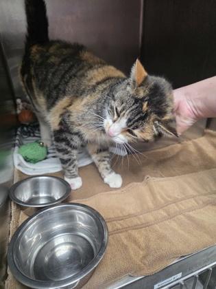 Enlarge Kirby, a Adoptable mixed breed in Baraboo, WI image 1/2