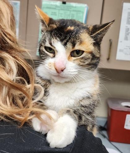 Enlarge Kirby, a Adoptable mixed breed in Baraboo, WI image 2/2