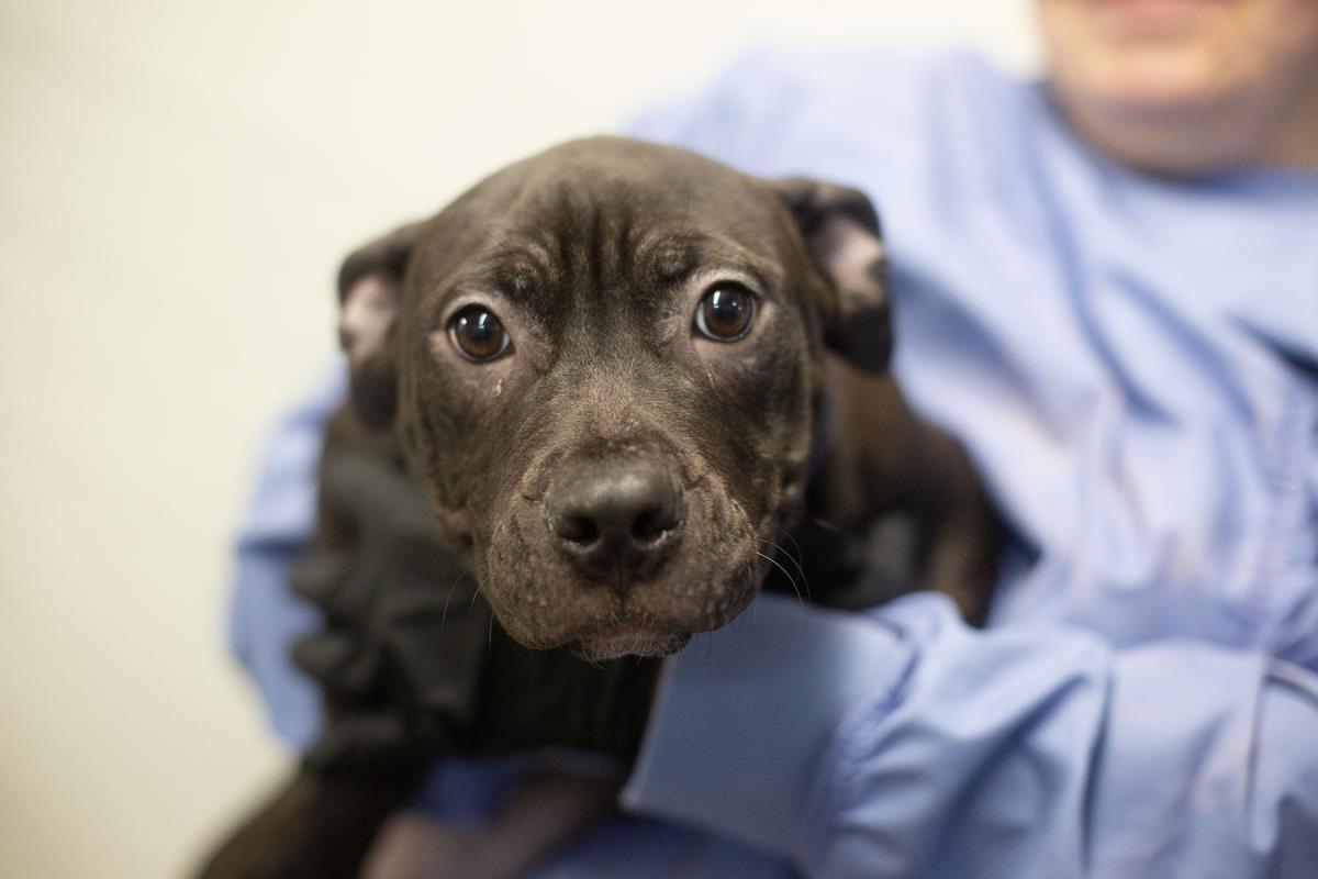 Enlarge Fiona, a Adoptable mixed breed in Mountain Home, AR image 1/1