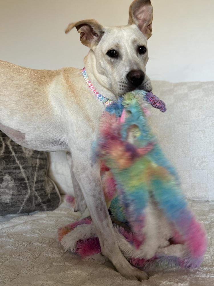 Winn Dixie, a Adoptable mixed breed image 1/6