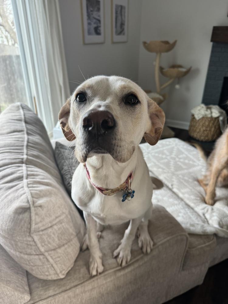 Winn Dixie, Adoptable, Young Female Labrador Retriever & Great Pyrenees.