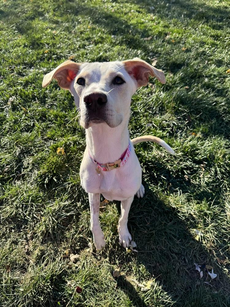 Winn Dixie, a Adoptable mixed breed image 2/6