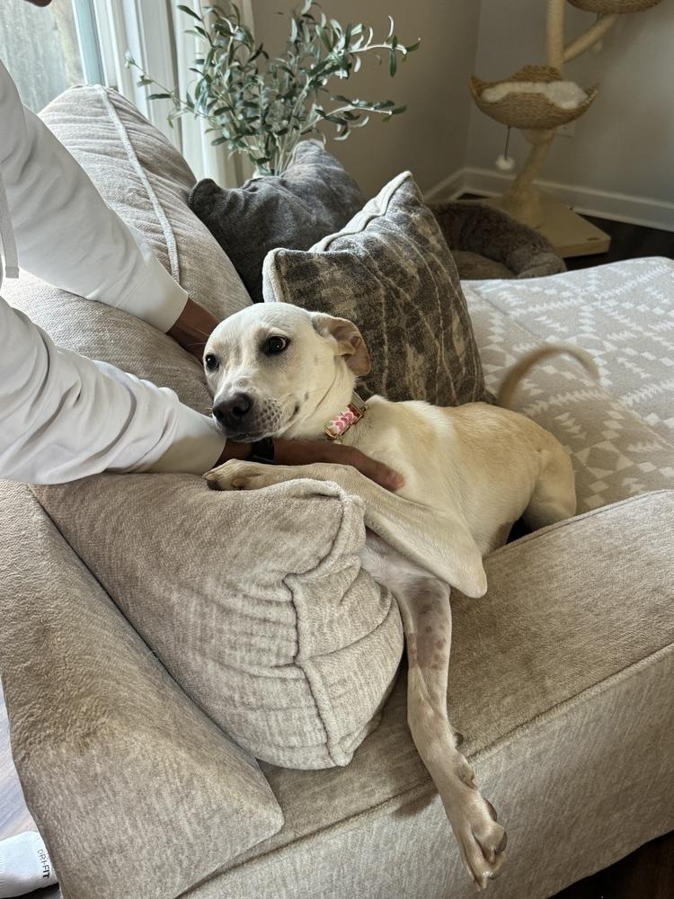 Winn Dixie, a Adoptable mixed breed image 3/6